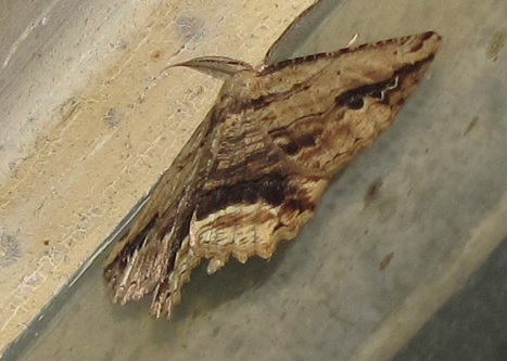 Menophra abruptaria, Geometridae
